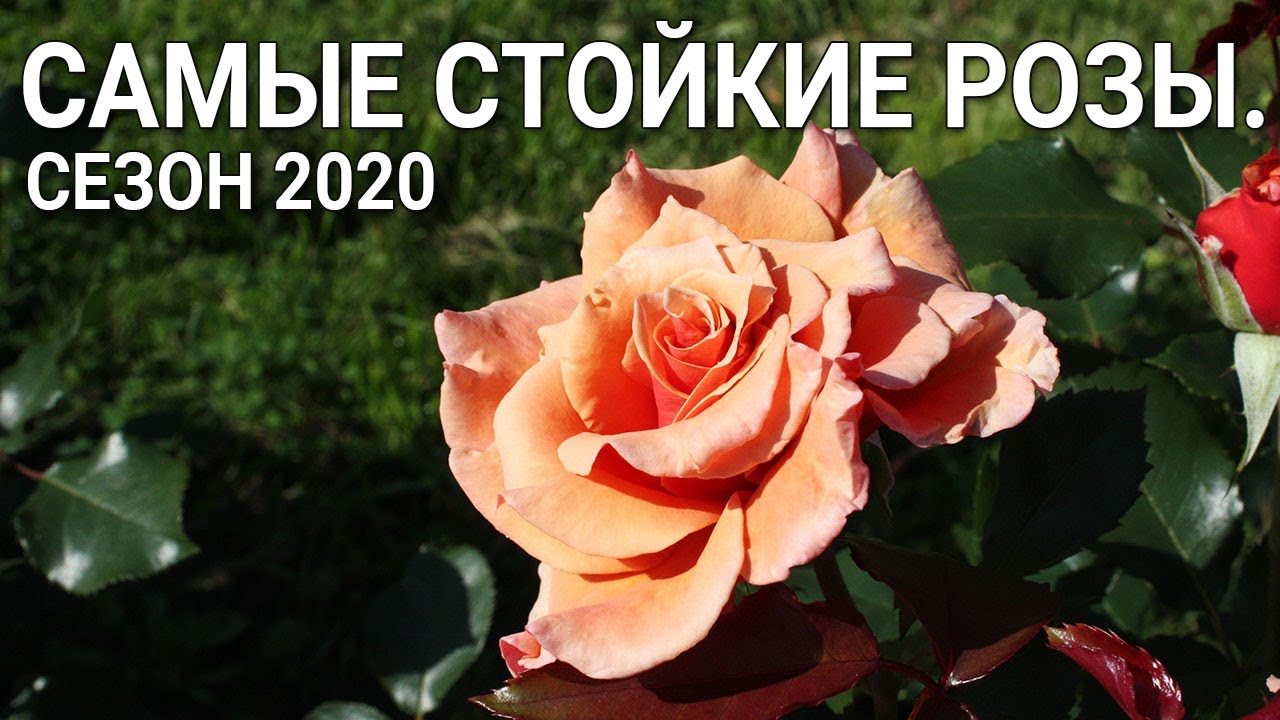 Нажмите, чтобы запустить видео