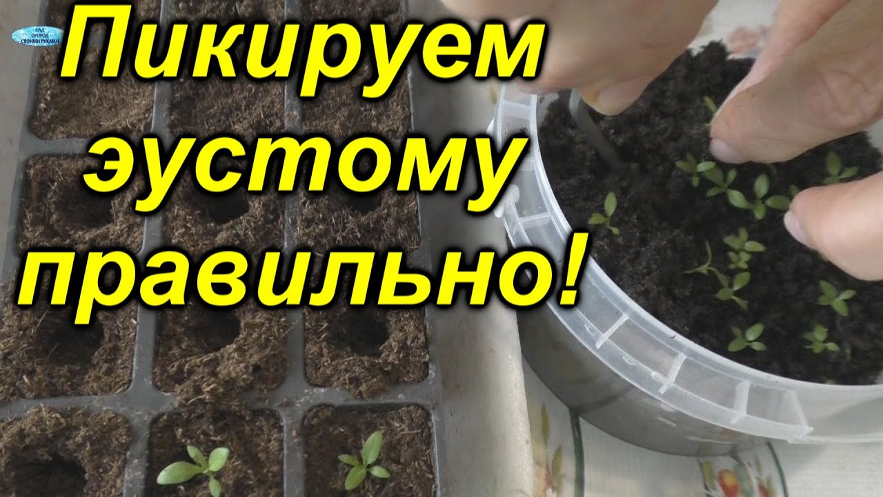 Нажмите, чтобы запустить видео