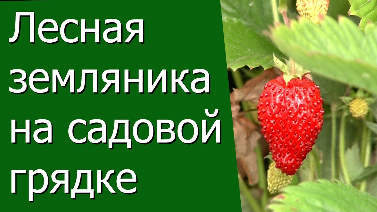 Нажмите, чтобы запустить видео