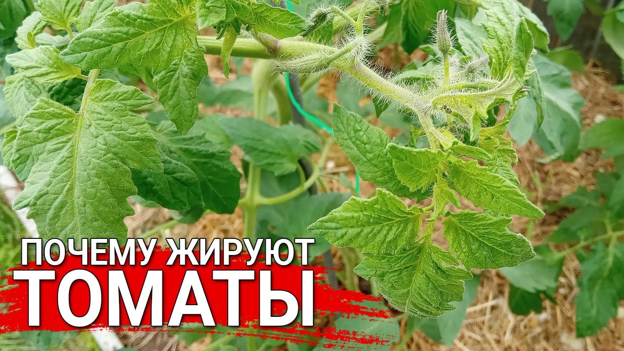 Нажмите, чтобы запустить видео