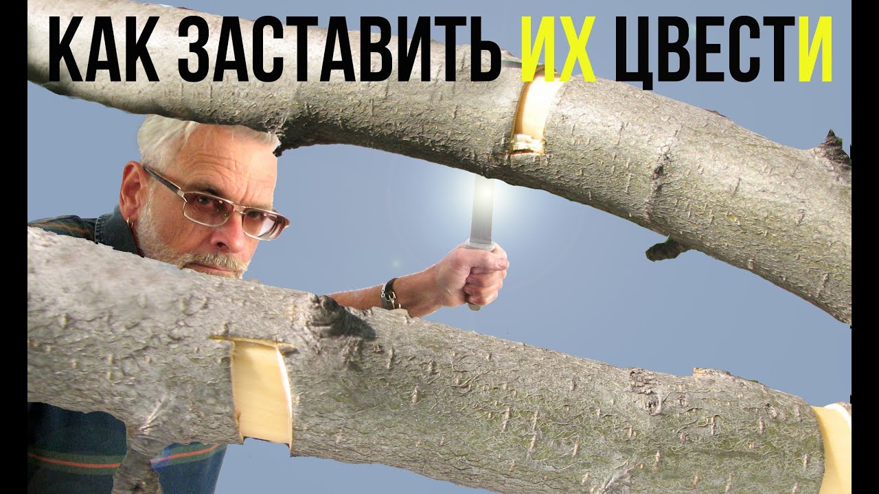 Нажмите, чтобы запустить видео