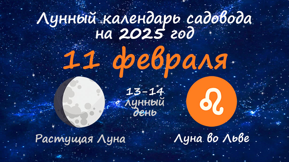 Лунный календарь садовода-огородника на 11 февраля 2025 года