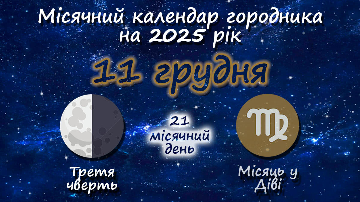 Місячний календар садівника-городника на 11 грудня 2025 року