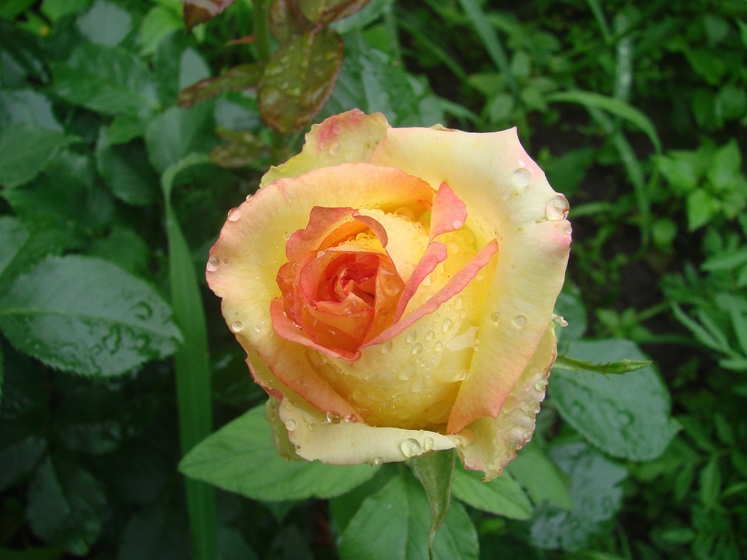 DSC02653