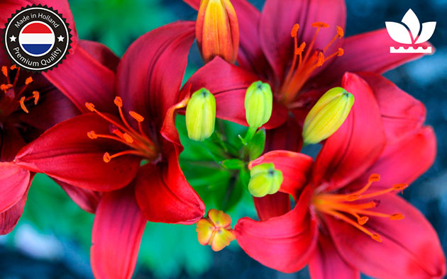 Скидки во florium.ua