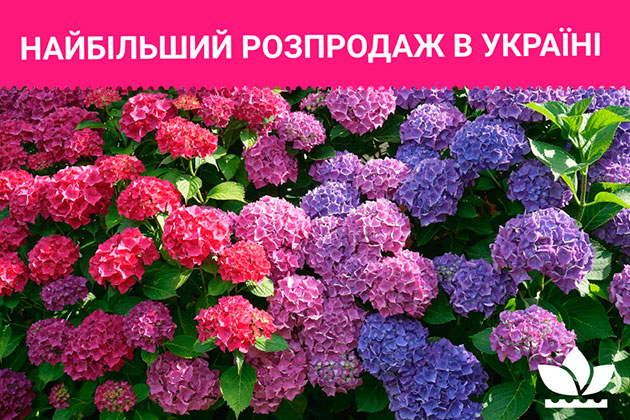 Распродажа florium.ua