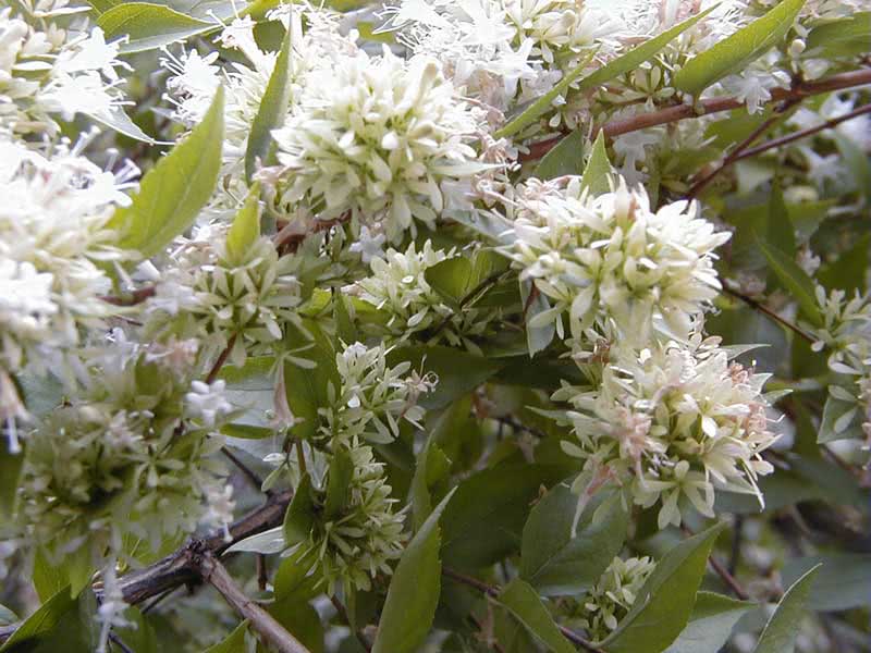 Abelia chinensis / абелия китайская
