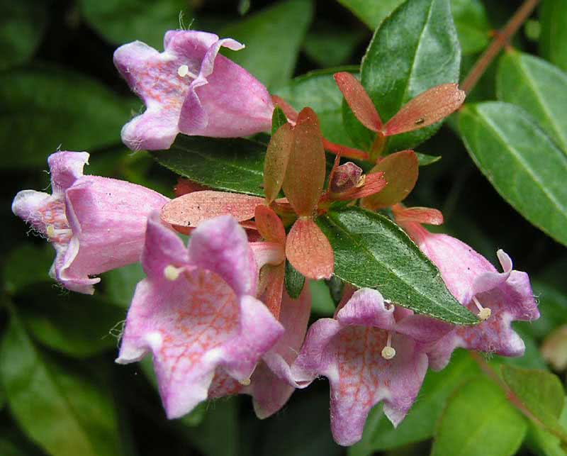 Abelia grandiflora / абелія великоквіткова