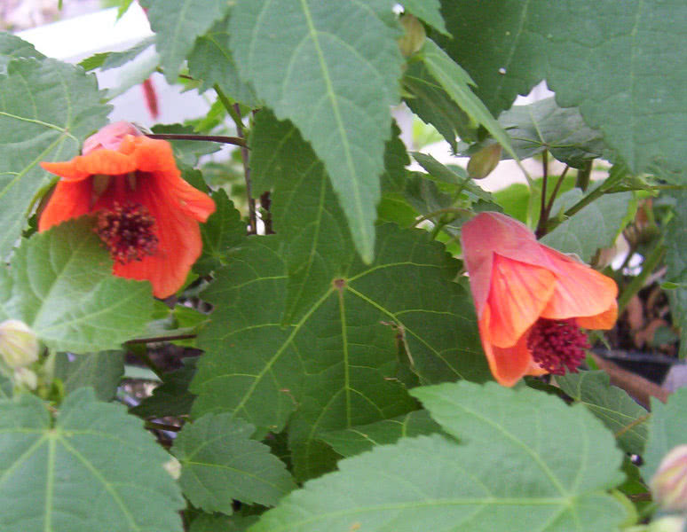 Abutilon hybridum / абутилон гибридный