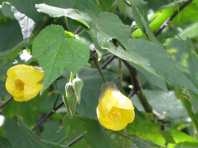 Abutilon hybridum / абутилон гибридный
