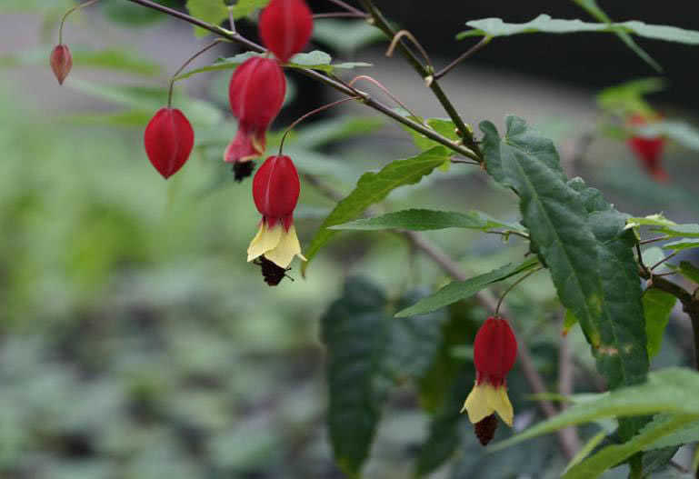 Abutilon megapotamicum / абутилон мегапотамский