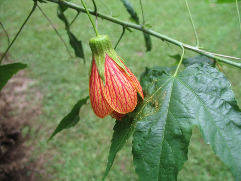 Abutilon pictum / абутилон пятнистый