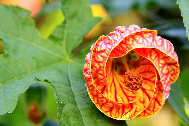 Abutilon striatum / абутилон полосатый