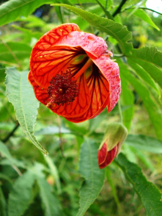 Abutilon striatum / абутилон полосатый