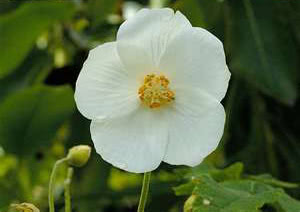 Abutilon vitifolium / абутилон виноградолистный