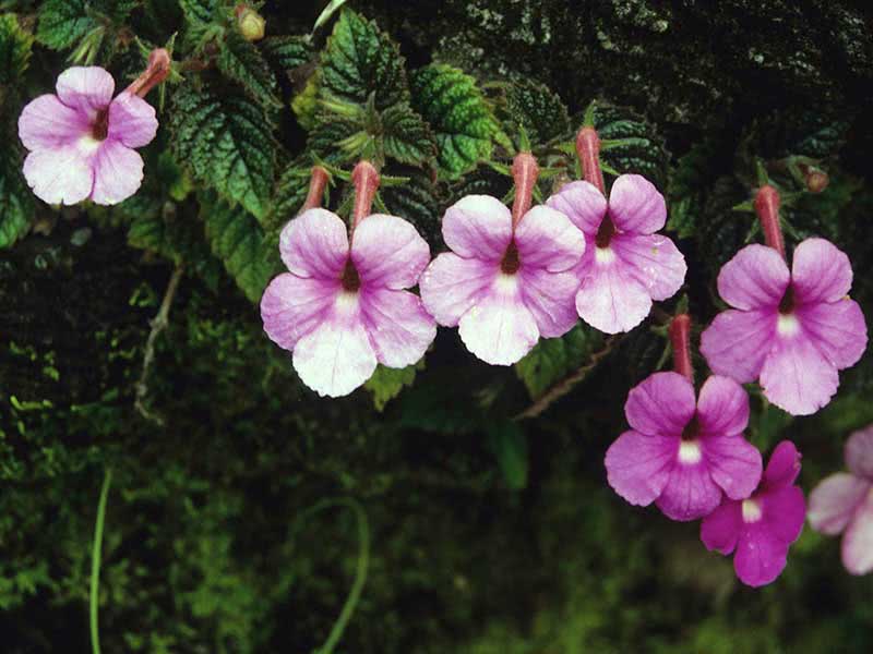 Achimenes grandiflora / ахименес крупноцветковый