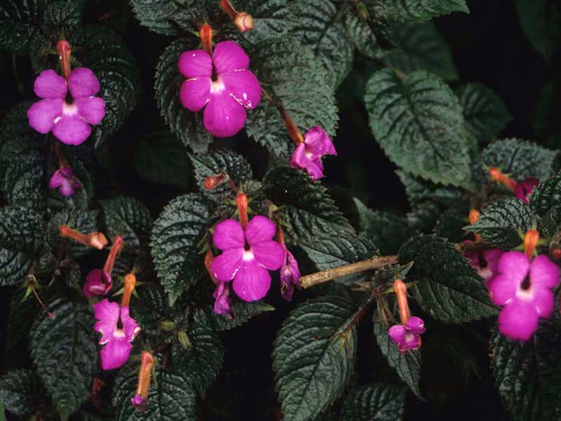 Achimenes grandiflora / ахименес крупноцветковый