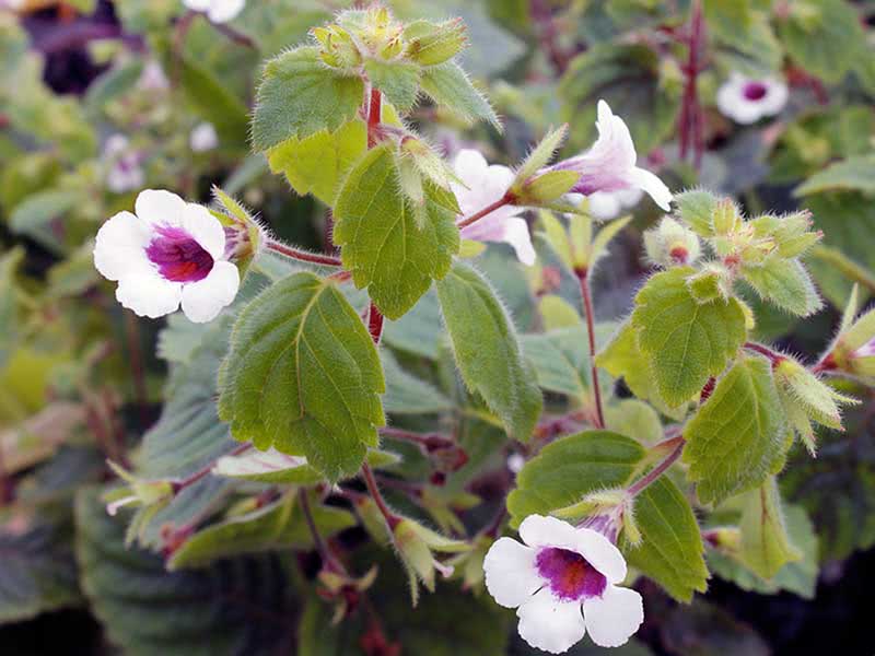 Achimenes grandiflora / ахименес крупноцветковый