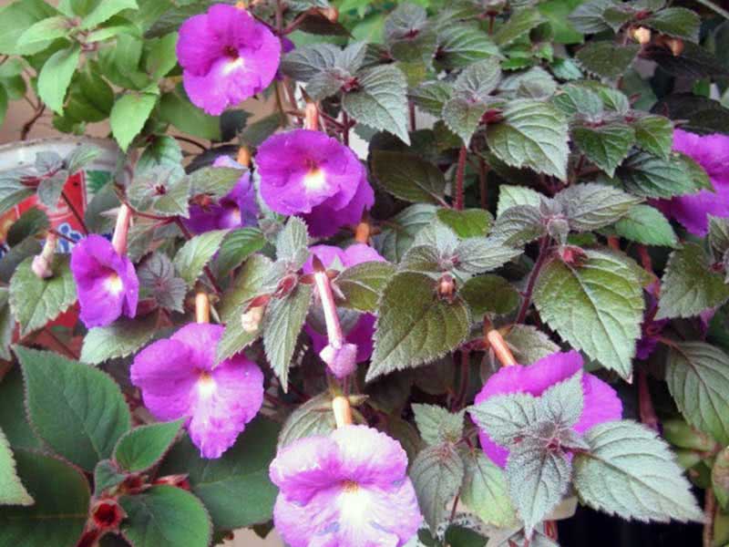 Achimenes longiflora / ахименес длинноцветковый