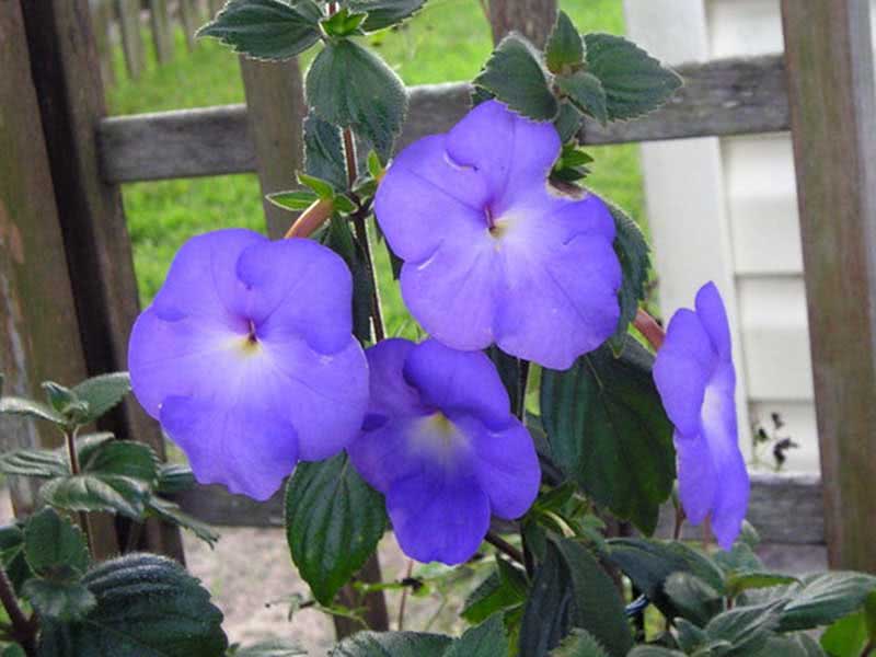 Achimenes longiflora / ахименес длинноцветковый