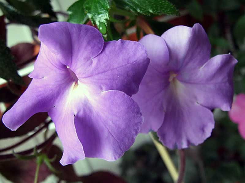 Achimenes longiflora / ахименес длинноцветковый