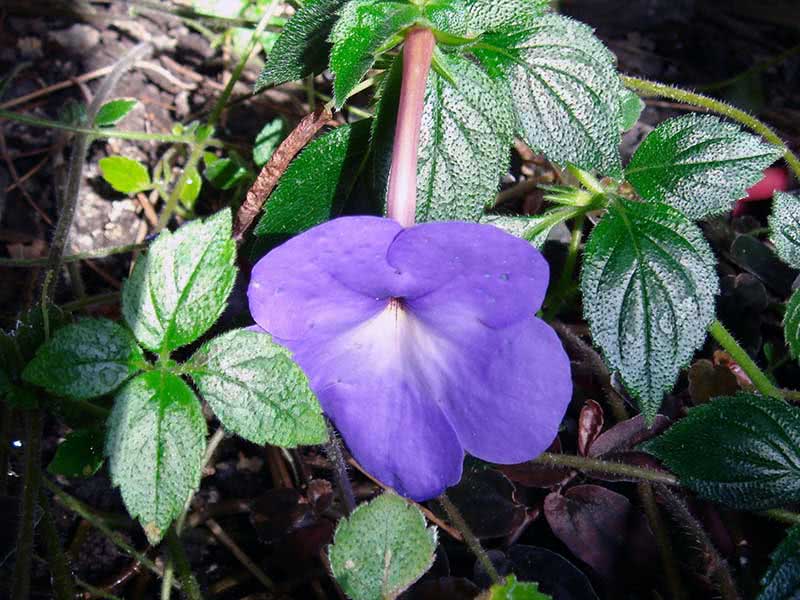 Achimenes longiflora / ахименес длинноцветковый