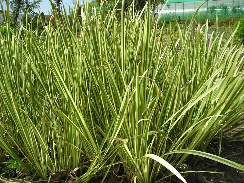 Acorus calamus / аир болотный (обыкновенный)