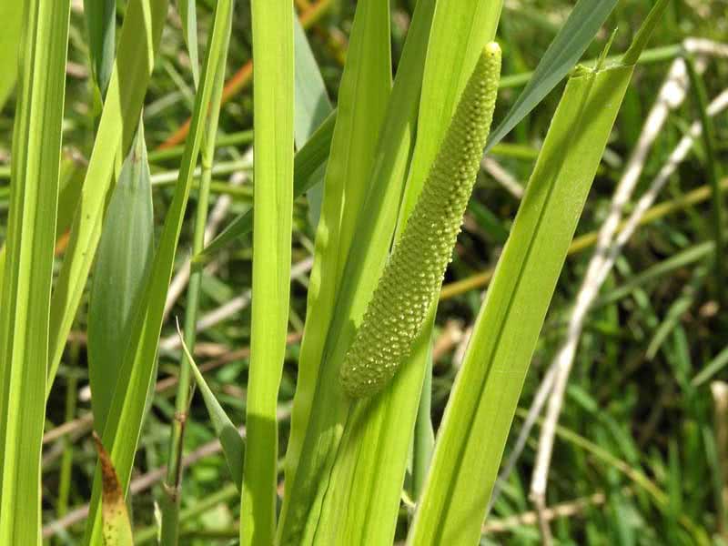 Acorus calamus / аир болотный (обыкновенный)
