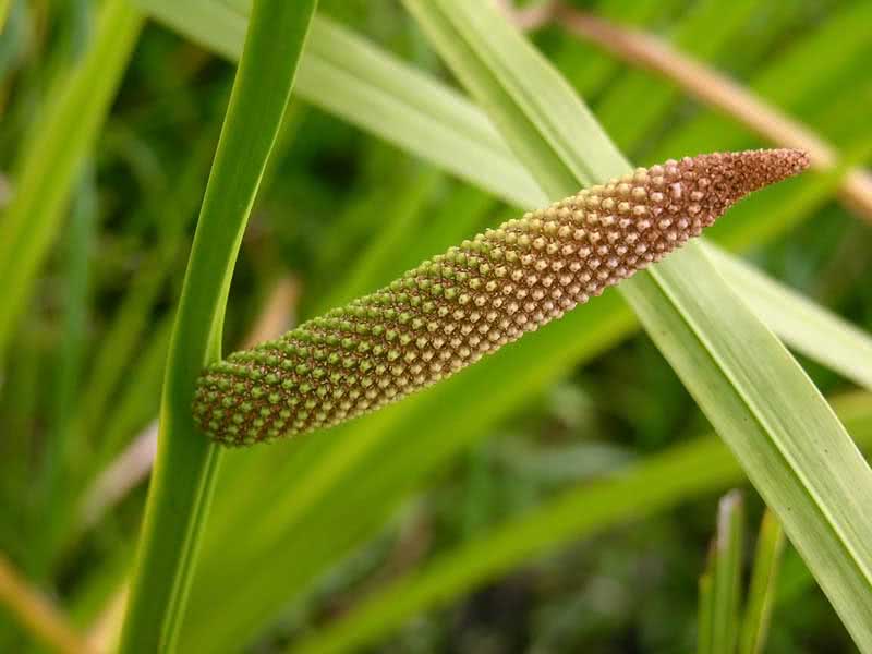 Acorus calamus / аир болотный (обыкновенный)