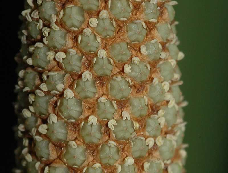 Acorus calamus / аир болотный (обыкновенный)
