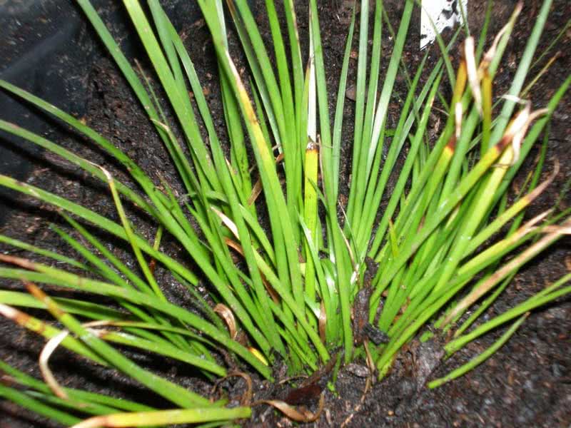 Acorus gramineus / аир злаковый