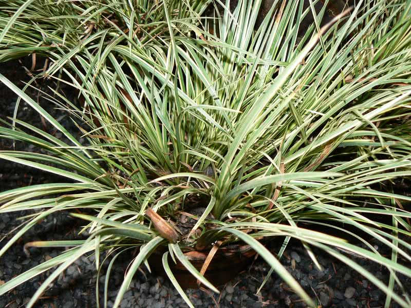 Acorus gramineus / аир злаковый