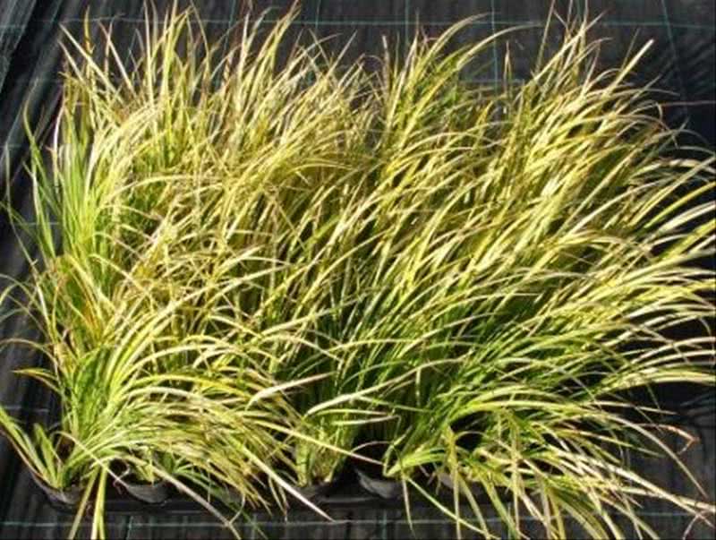 Acorus gramineus / аир злаковый