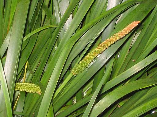Acorus gramineus / аир злаковый