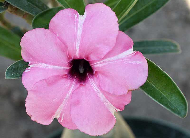 Adenium boehmianum / адениум боехмианум