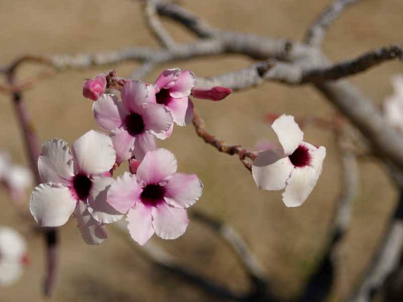 Adenium boehmianum / адениум боехмианум