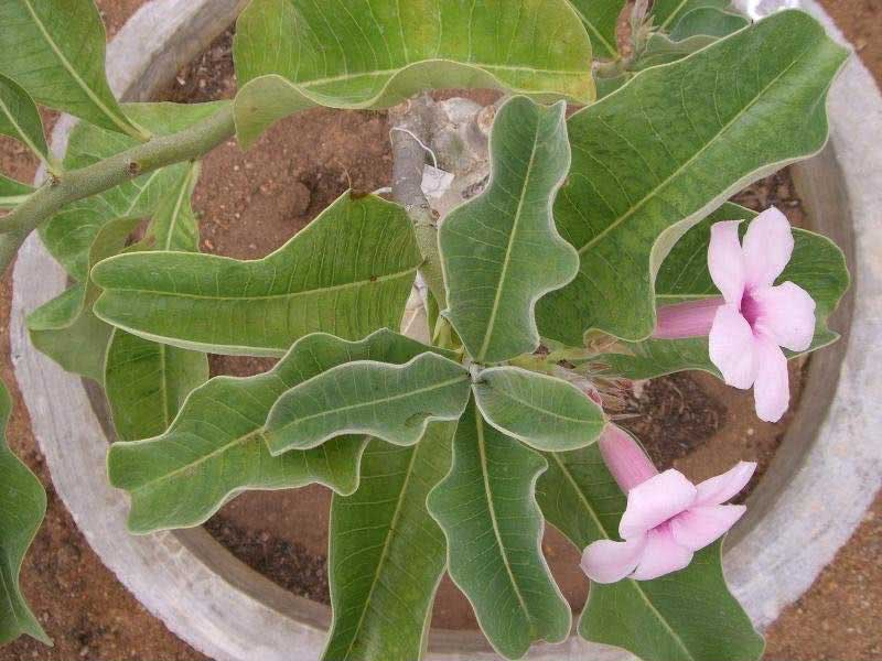 Adenium boehmianum / адениум боехмианум