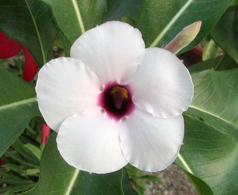 Adenium boehmianum / адениум боехмианум