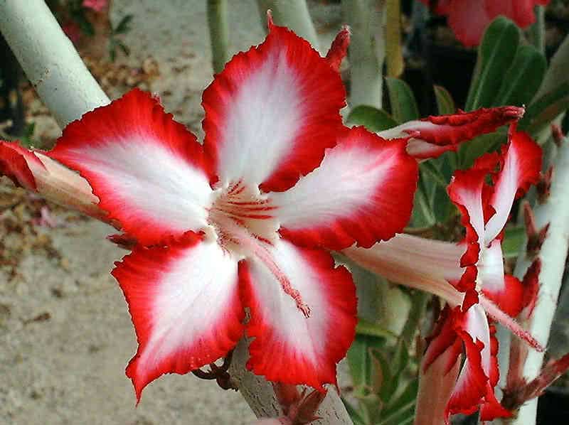Adenium multiflorum / адениум многоцветковый