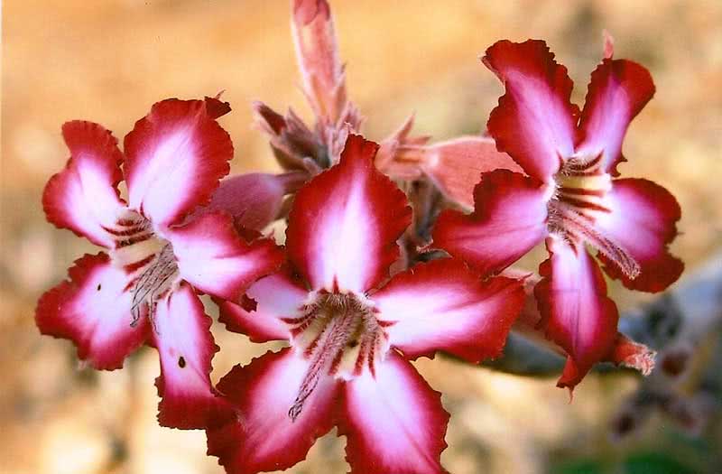 Adenium multiflorum / адениум многоцветковый