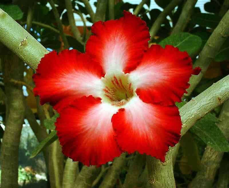 Adenium multiflorum / адениум многоцветковый