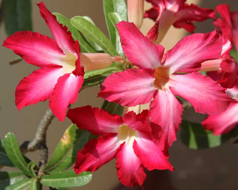 Adenium obesum / адениум обессум (тучный)