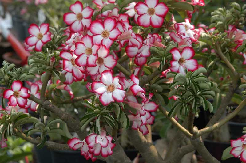 Adenium obesum / адениум обессум (тучный)