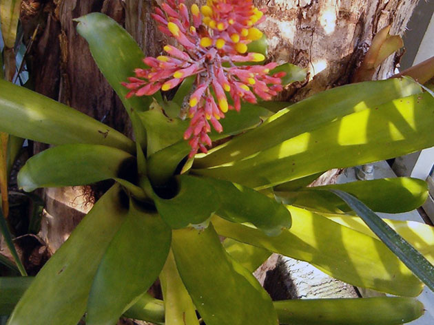 Aechmea caudata / эхмея хвостатая (бородатая)