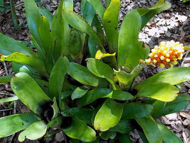 Aechmea comata / эхмея косматая (Линдена)