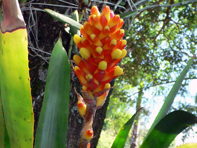 Aechmea comata / эхмея косматая (Линдена)
