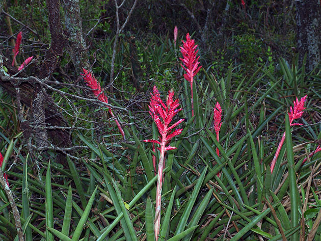 Aechmea distichantha / эхмея двурядная