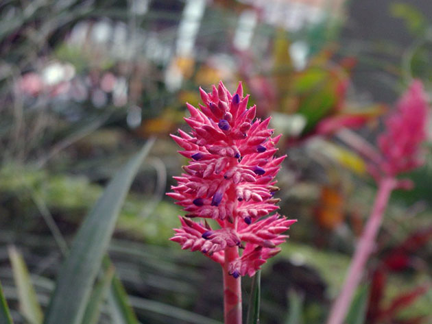 Aechmea distichantha / эхмея двурядная