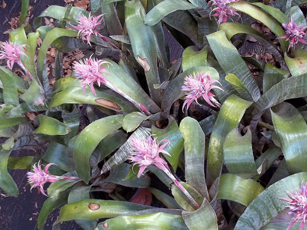 Aechmea fasciata / эхмея полосатая
