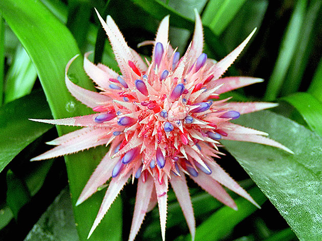 Aechmea fasciata / эхмея полосатая